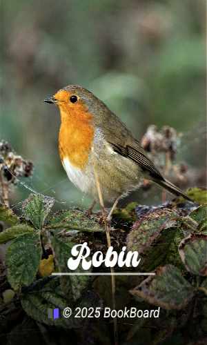 Robin