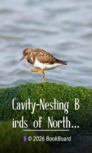 Cavity-Nesting Birds of North American Forests by Scott, Evans, Patton, and Stone