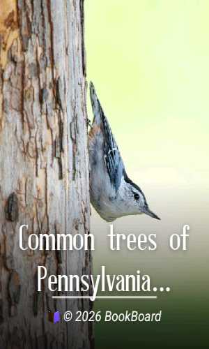 Common trees of Pennsylvania by Ibberson, Aughenbaugh, Mickalitis, and Morris